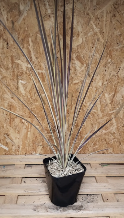 Cordyline australis 'Variegata'