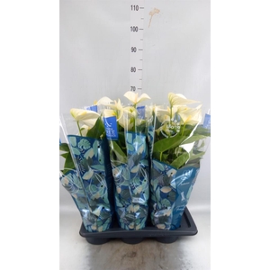 Anthurium  'Karma White'