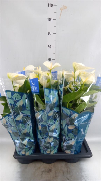 <h4>Anthurium 'Karma White'</h4>