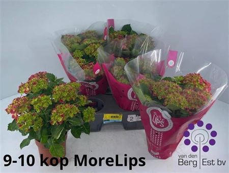 <h4>Hydr M Hi Fire 9-10 Bloemen+</h4>