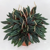 PEPEROMIA CAPERATA ROSSO C13