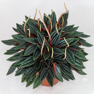 PEPEROMIA CAPERATA ROSSO C13