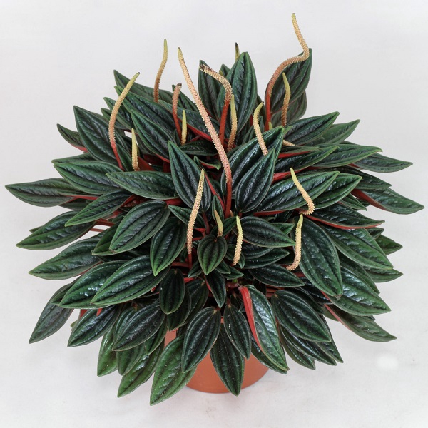 <h4>PEPEROMIA CAPERATA ROSSO C13</h4>