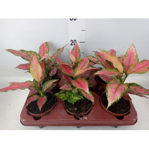 Aglaonema   ...