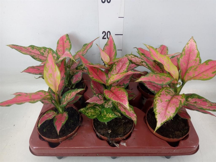 <h4>Aglaonema   ...</h4>