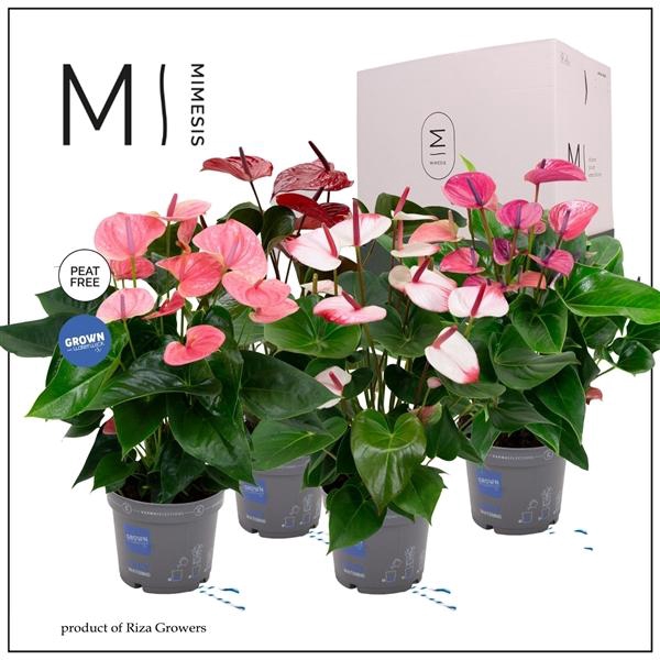 <h4>Mimesis Anthurium KARMA Fan Mix - 17cm</h4>