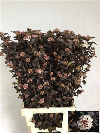 <h4>Physocarpus Op Diabolo</h4>