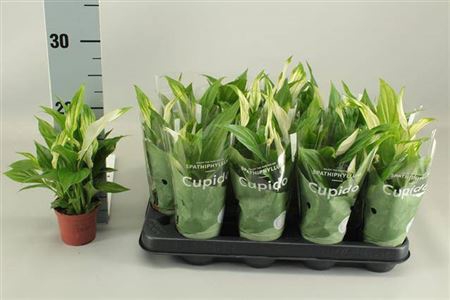 <h4>Spath Pearl Cupido 3+ Hoes</h4>