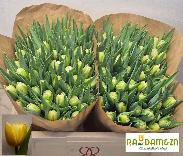 <h4>TU DU AVANT GARDE</h4>