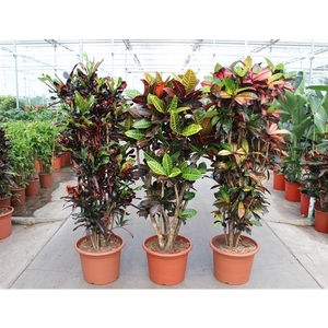 Codiaeum mix (Croton mix)