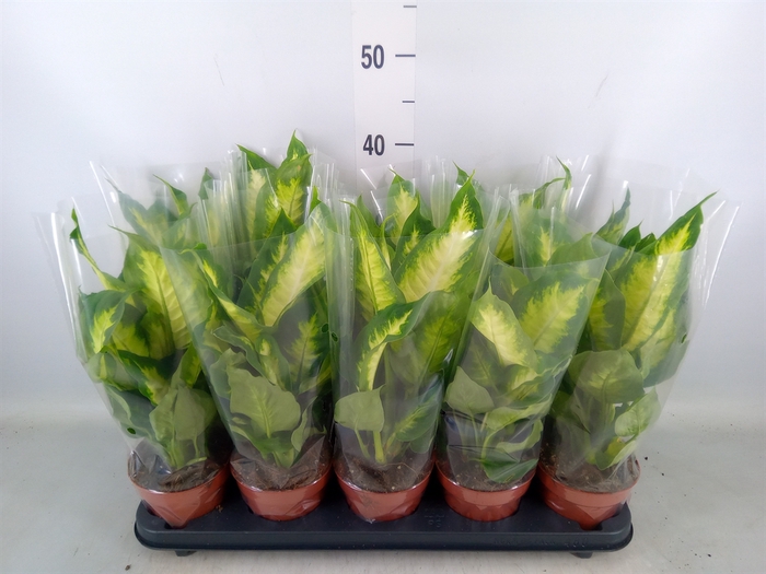 <h4>Dieffenbachia  'Camilla'</h4>