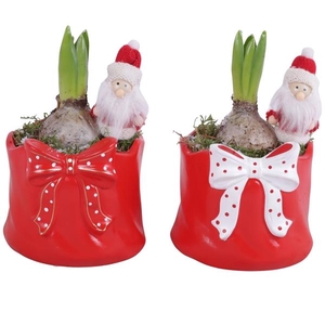 Christmas Arr. Hyacint Ceramic Pot Dotted Bow Red Ø11cm 1PP