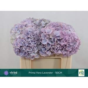 HYDRANGEA  'MY BEAU PRIMAVER'