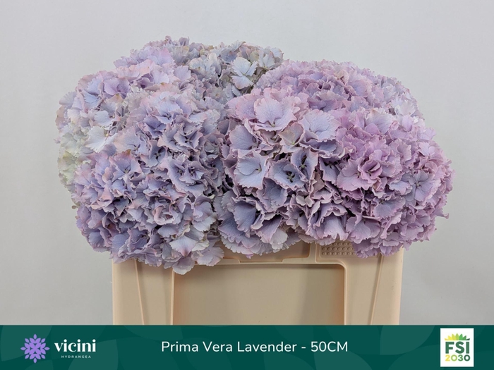 <h4>HYDRANGEA  'MY BEAU PRIMAVER'</h4>