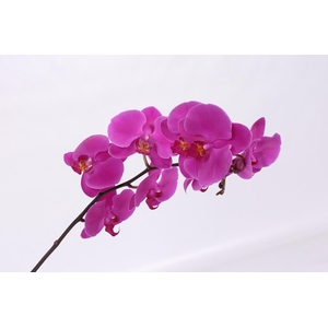 PHAL CHIANGMAI TAK 7-9