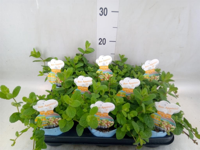 <h4>Mentha suaveolens</h4>