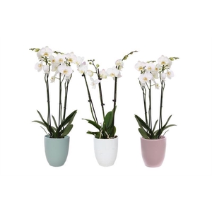 Hugo Hotel Mix Phal Wit 3T18+