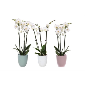 Hugo Hotel Mix Phal Wit 3T18+