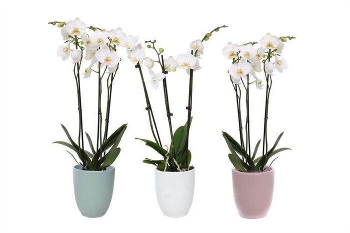 <h4>Hugo Hotel Mix Phal Wit 3T18+</h4>