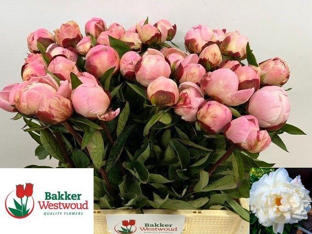 <h4>PAEO L GARDENIA</h4>