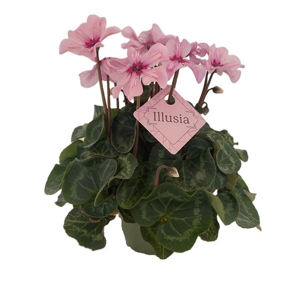 <h4>Cyclamen persicum a petite fleur Illusia</h4>