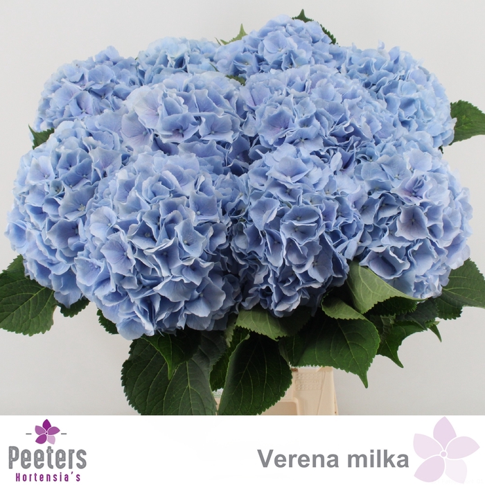 <h4>HYDR M CH VERENA BL</h4>