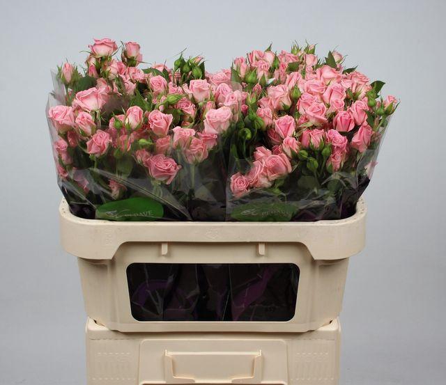 <h4>R TR ODILIA</h4>