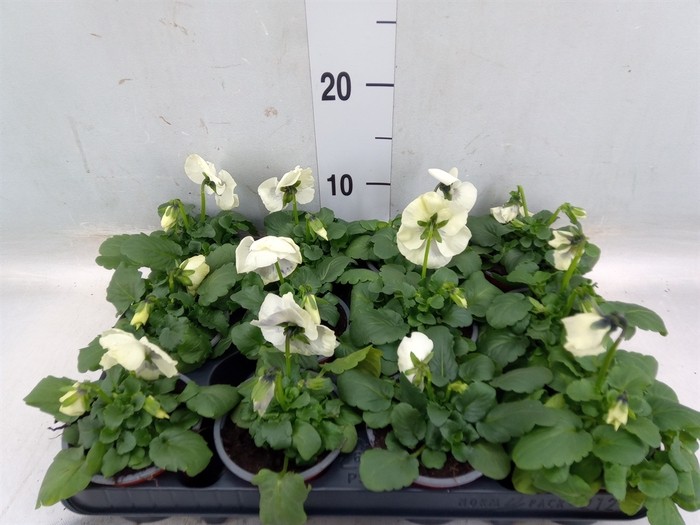 <h4>Viola wr. 'Colossus White wBlotch'</h4>