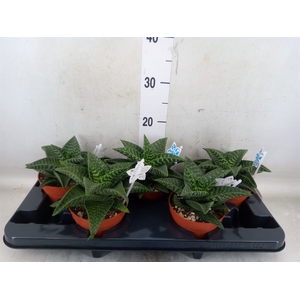 xGasteraloe  'Tiki Zilla'