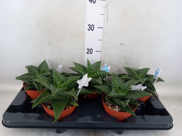 <h4>xGasteraloe  'Tiki Zilla'</h4>