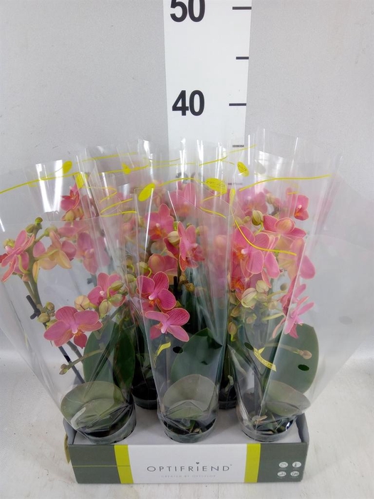 <h4>Phalaenopsis multi.   ...orange</h4>