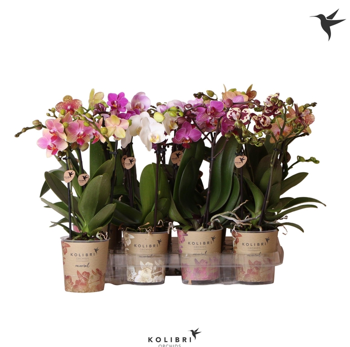 <h4>Phalaenopsis Mix 2 spike</h4>