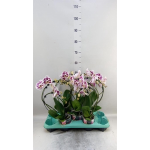 Phalaenopsis   ...