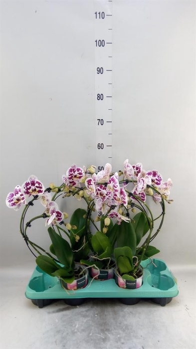 <h4>Phalaenopsis   ...</h4>