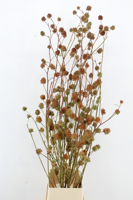 <h4>GLYCYRRH YUNNANEN ZD 180CM</h4>