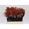 Rozenbottel Autumn Rosefruits