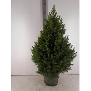 PICEA GL MAGNIFIQUE