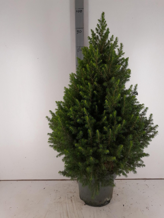 <h4>PICEA GL MAGNIFIQUE</h4>