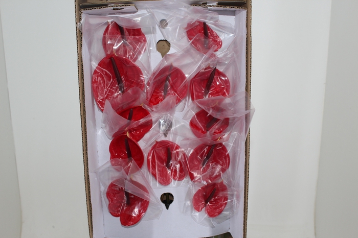 <h4>ANTHURIUM IMPULZ 9/11 035 CM DIAM MIN 9 CM VERMELHO</h4>