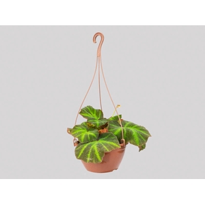 BEGONIA CRUZ FERRO C21