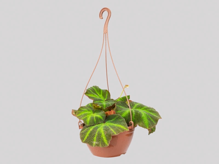 BEGONIA CRUZ FERRO C21