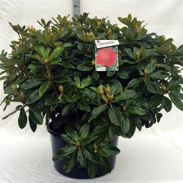 <h4>Rhodo. 'Red Jack' red</h4>