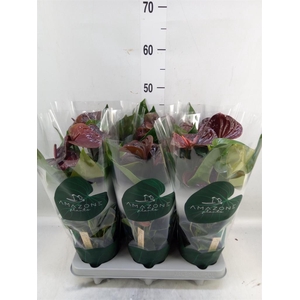 Anthurium andr. 'Essencia'