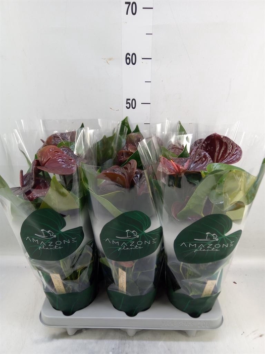 <h4>Anthurium andr. 'Essencia'</h4>