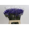 Agapanthus EYFORI Blue