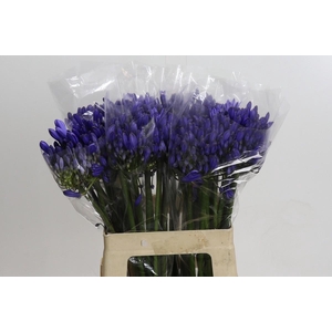 Agapanthus 'Atlantic Ocean'