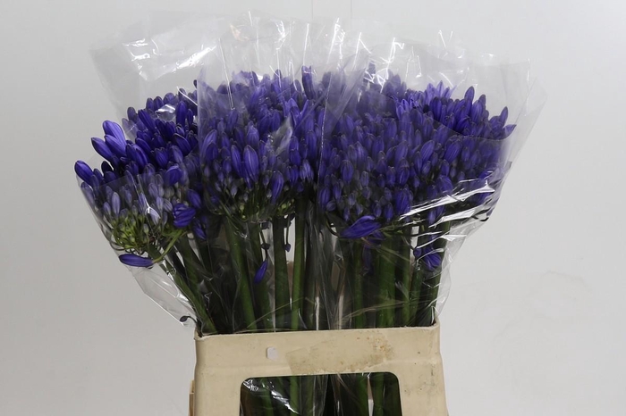 <h4>Agapanthus EYFORI Blue</h4>