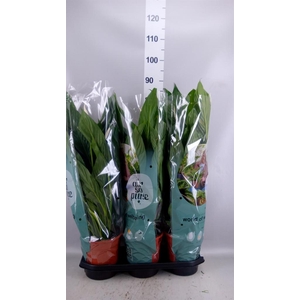 Spathiphyllum  'Bingo Cupido'