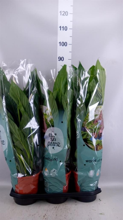 <h4>Spathiphyllum  'Bingo Cupido'</h4>