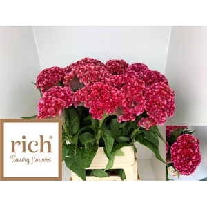 Celosia Unlimit Coral Rich